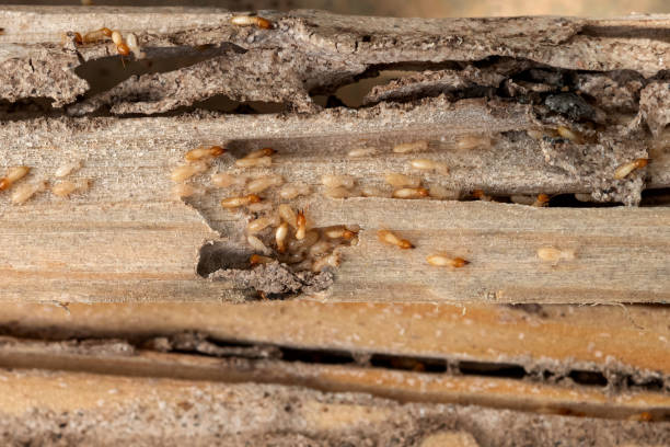 Professional Pest Control in Laguna Heights, TX